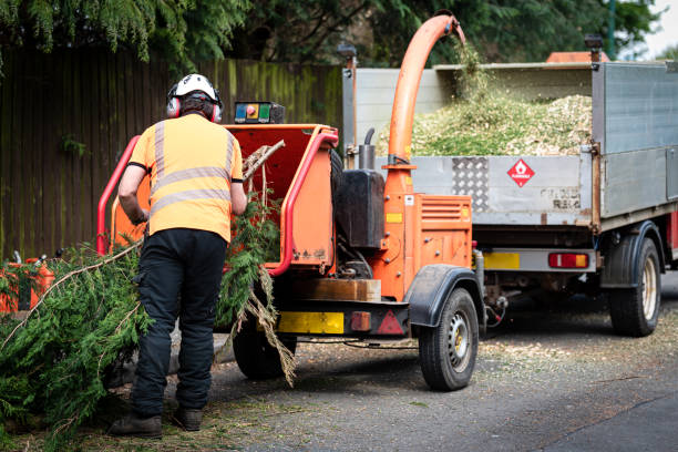 Professional Tree Care Services in Islip Terrace, NY