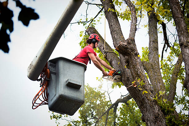 Best Arborist Consultation Services  in Islip Terrace, NY